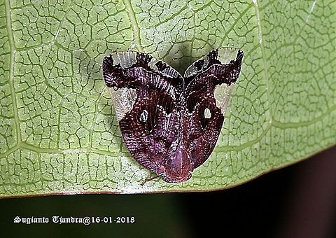 Black Planthopper - Ricania Speculum  Geotagged,Indonesia,Ricania speculum,Summer