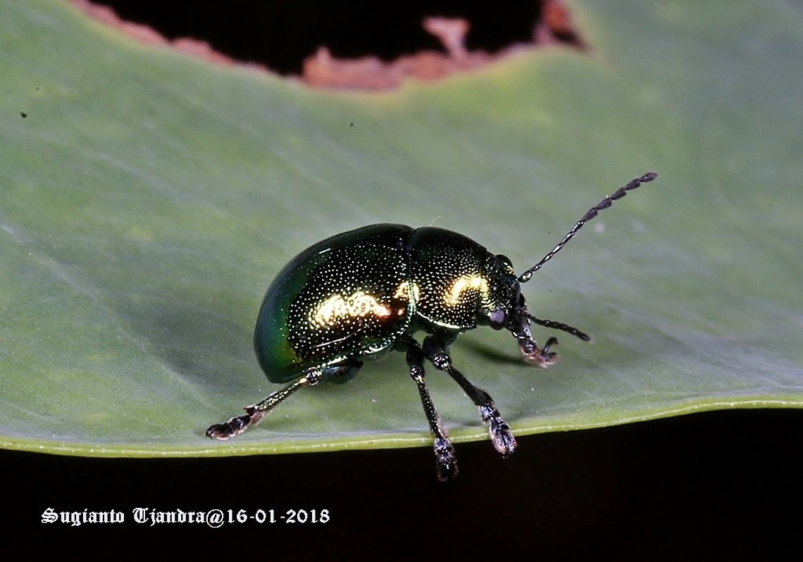 Dark Green Leaf beetle - Chrysomelidae  Geotagged,Indonesia,Summer