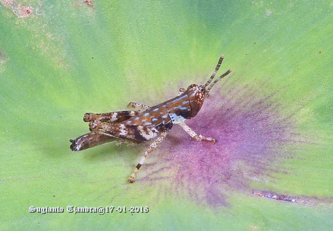 Grasshopper  Geotagged,Indonesia,Summer