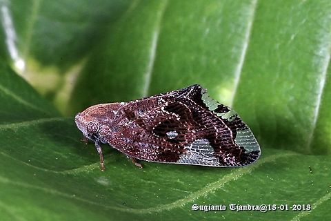 Black Planthopper - Ricania Speculum  Geotagged,Indonesia,Ricania speculum,Ricaniid Planthopper,Summer