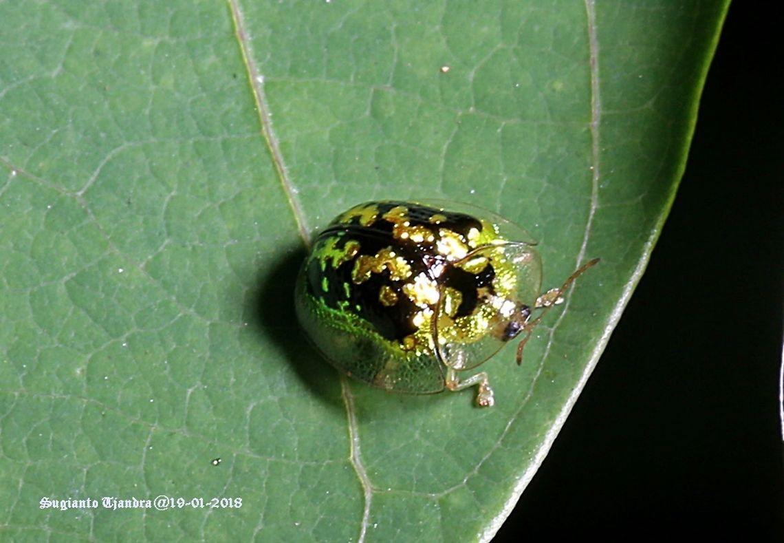 Green Tortoise Beetle - Cassida compuncta/FAMILY CHRYSOMELIDAE  Cassida compuncta,Geotagged,Green Tortoise Beetle,Indonesia,Summer