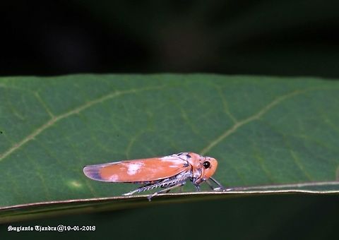 Orange Planthopper  Bothrogonia addita,Geotagged,Indonesia,Summer