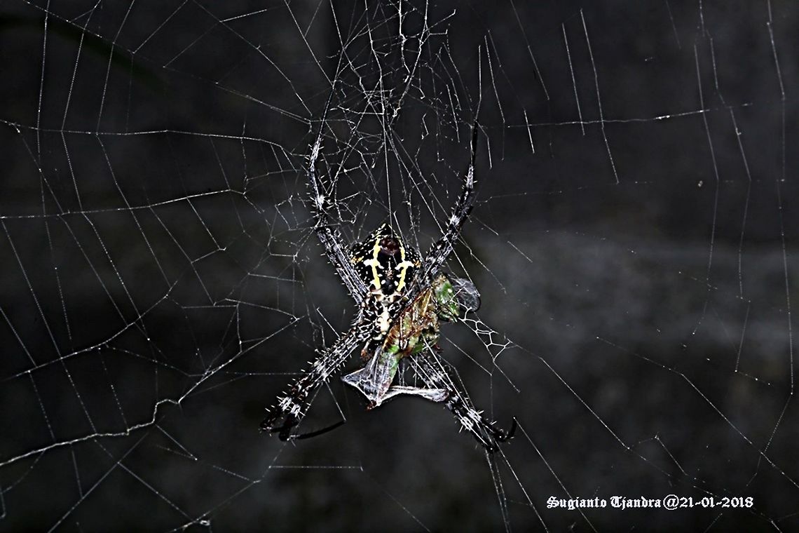 Orb-Web Spider - Argiope picta  Argiope picta,Geotagged,Indonesia,Summer