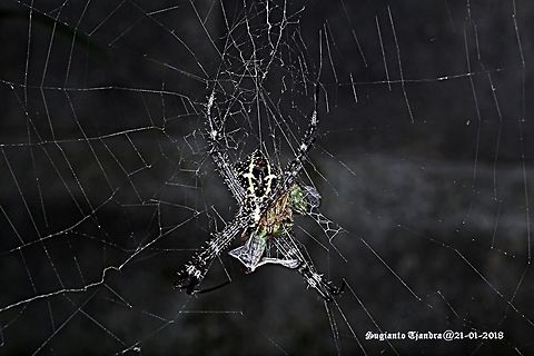 Orb-Web Spider - Argiope picta  Argiope picta,Geotagged,Indonesia,Summer