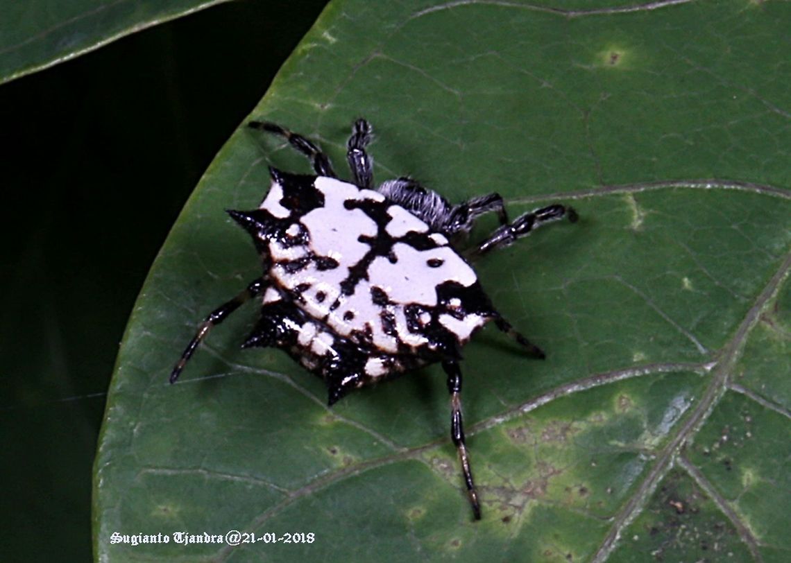 Gasteracantha kuhlii (Black-and-white shiny spider)  Gasteracantha kuhli,Geotagged,Indonesia,Summer