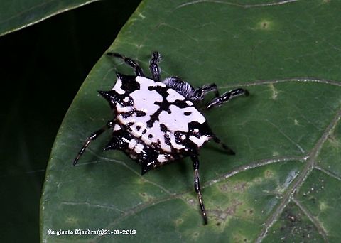 Gasteracantha kuhlii (Black-and-white shiny spider)  Gasteracantha kuhli,Geotagged,Indonesia,Summer