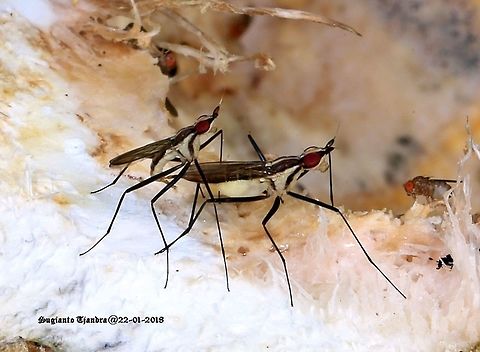 Banana flies-mating "Close your eyes...little bro" Geotagged,Indonesia,Summer,Telostylinus lineolatus