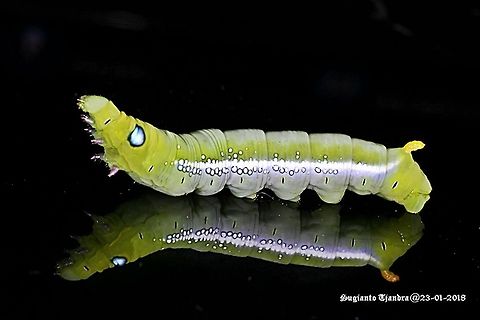 Oleander Hawk Moth Caterpillar (Daphnis nerii, Sphingidae)  Daphnis nerii,Geotagged,Indonesia,Oleander Hawk-moth,Summer