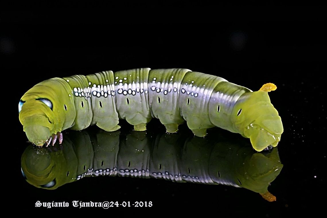 Oleander Hawk Moth Caterpillar (Daphnis nerii, Sphingidae)  Daphnis nerii,Geotagged,Indonesia,Oleander Hawk-moth,Summer