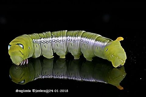 Oleander Hawk Moth Caterpillar (Daphnis nerii, Sphingidae)  Daphnis nerii,Geotagged,Indonesia,Oleander Hawk-moth,Summer