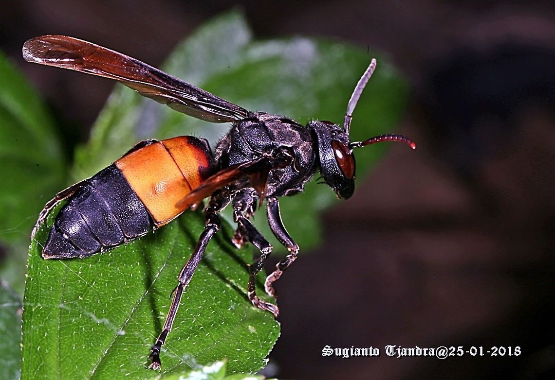 Vespa affinis - The Lesser banded hornet  Geotagged,Indonesia,Lesser banded hornet,Summer,Vespa affinis