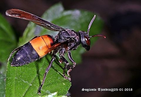 Vespa affinis - The Lesser banded hornet  Geotagged,Indonesia,Lesser banded hornet,Summer,Vespa affinis