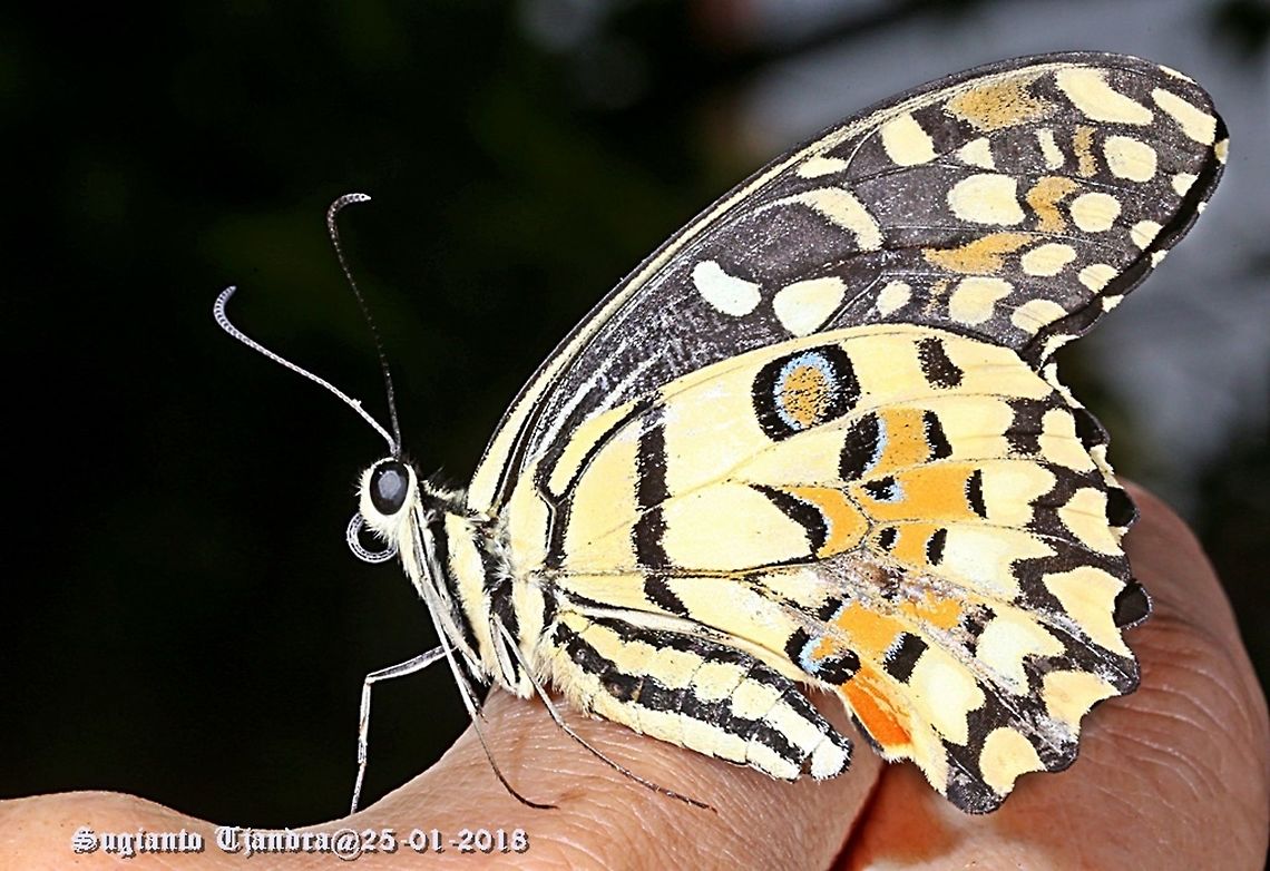 The Common Lime Butterfly - Papilio demoleus  Common Lime Butterfly,Geotagged,Indonesia,Papilio demoleus,Summer