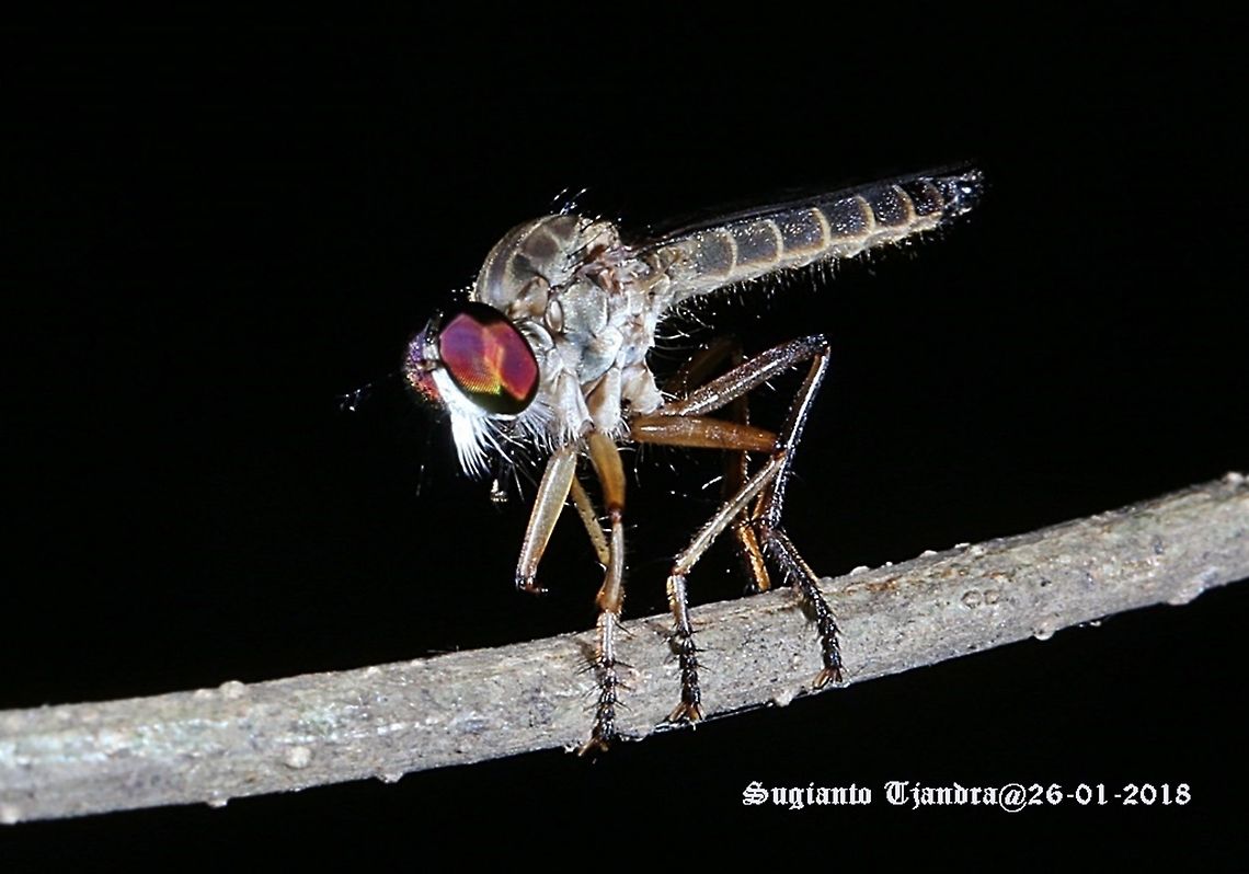 Robber fly  Geotagged,Indonesia,Summer