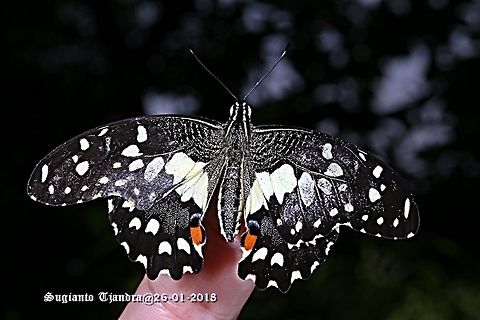 The Common Lime Butterfly - Papilio demoleus  Common Lime Butterfly,Geotagged,Indonesia,Papilio demoleus,Summer