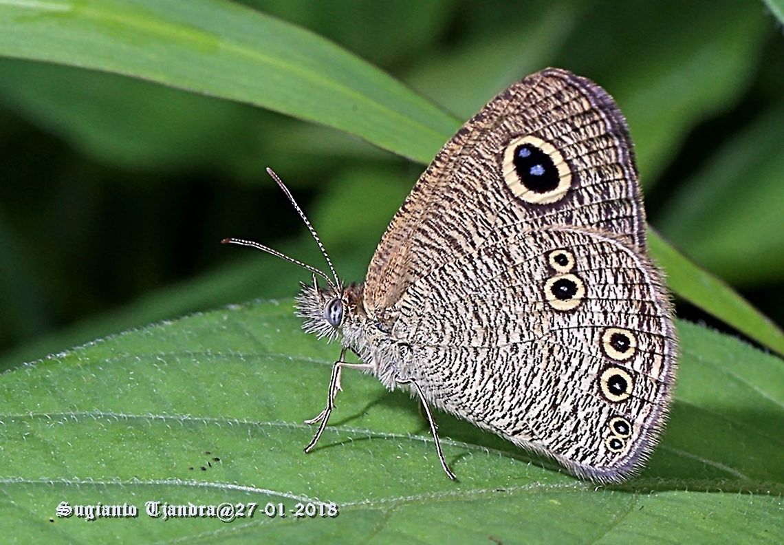 Common Fivering Butterfly - Ypthima baldus (???) Please correct it if the ID is wrong Common Fivering,Geotagged,Indonesia,Summer,Ypthima baldus