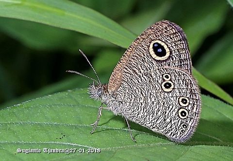 Common Fivering Butterfly - Ypthima baldus (???) Please correct it if the ID is wrong Common Fivering,Geotagged,Indonesia,Summer,Ypthima baldus