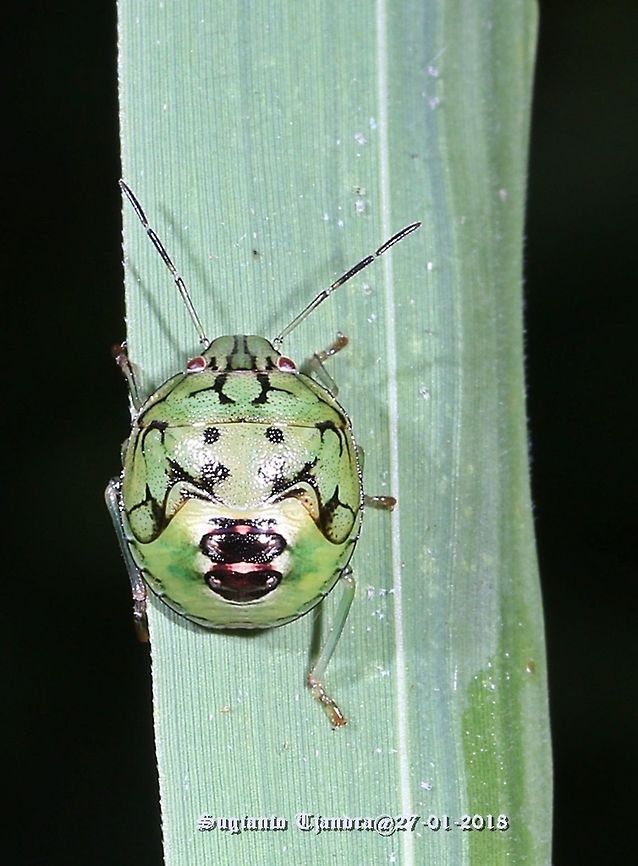 Green Stink Bug Nymph - Pentatomidae nymph  Geotagged,Indonesia,Summer