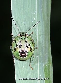 Green Stink Bug Nymph - Pentatomidae nymph  Geotagged,Indonesia,Summer