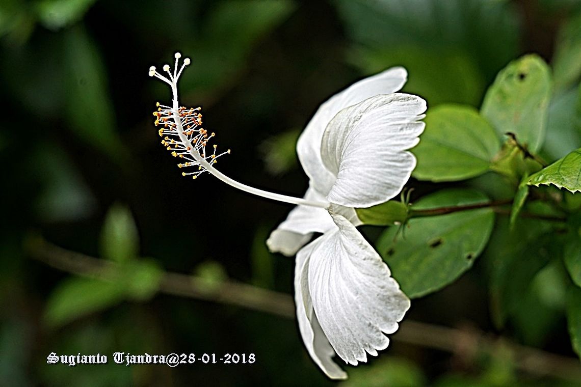 White Hibiscus Flower  Chinese hibiscus,Geotagged,Hibiscus rosa-sinensis,Indonesia,Summer