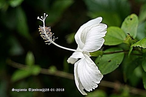 White Hibiscus Flower  Chinese hibiscus,Geotagged,Hibiscus rosa-sinensis,Indonesia,Summer