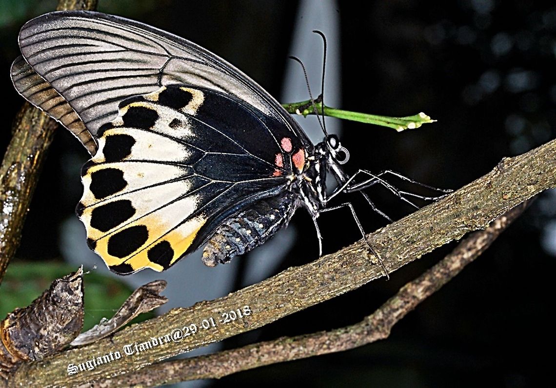 Butterfly - Papilio memnon Upper side<br />
<figure class="photo"><a href="https://www.jungledragon.com/image/56909/butterfly_-_papilio_memnon.html" title="Butterfly - Papilio memnon"><img src="https://s3.amazonaws.com/media.jungledragon.com/images/3184/56909_thumb.JPG?AWSAccessKeyId=05GMT0V3GWVNE7GGM1R2&Expires=1759968010&Signature=43U00f0BfQuyedxOEHo6htcO%2BXo%3D" width="200" height="132" alt="Butterfly - Papilio memnon  Geotagged,Great Mormon,Indonesia,Papilio memnon,Summer" /></a></figure> Geotagged,Great Mormon,Indonesia,Papilio memnon,Summer