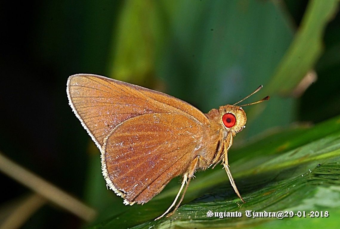 Skipper - Red Eyes  Geotagged,Indonesia,Summer