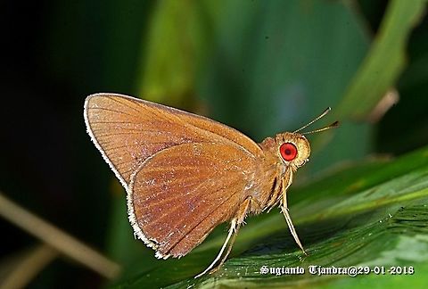 Skipper - Red Eyes  Geotagged,Indonesia,Summer