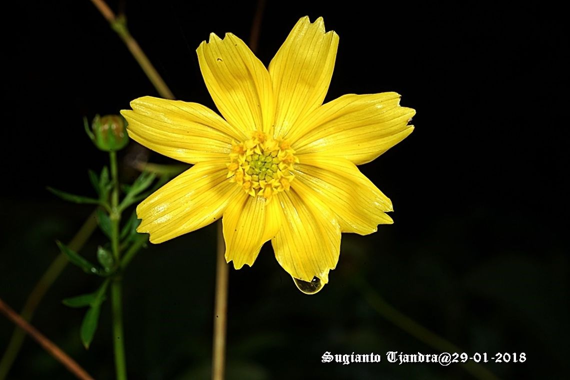 Yellow Flower  Geotagged,Indonesia,Summer