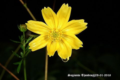 Yellow Flower  Geotagged,Indonesia,Summer
