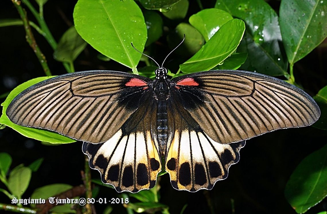 Butterfly - Papilio memnon  Geotagged,Great Mormon,Indonesia,Papilio memnon,Summer