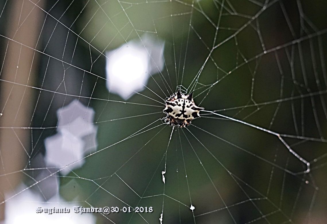 Gasteracantha kuhlii (Black-and-white spiny spider)  Black-and-White Spiny Spider,Gasteracantha kuhlii,Geotagged,Indonesia,Summer