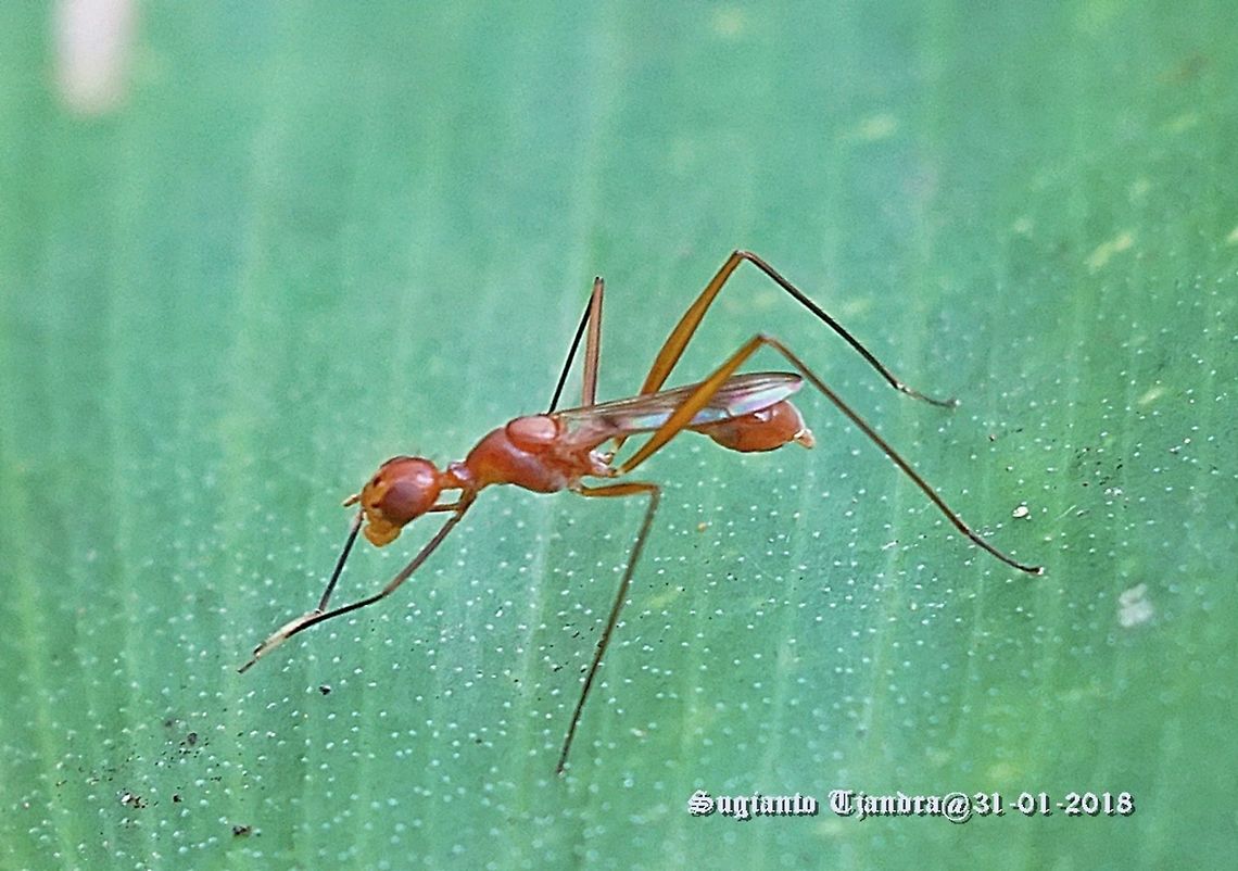Stilt-legged fly, Micropezidae  Geotagged,Indonesia,Summer