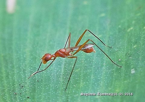 Stilt-legged fly, Micropezidae  Geotagged,Indonesia,Summer