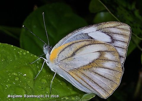 Butterfly - Striped Albatross, Appias libythea Female Appias libythea,Geotagged,Indonesia,Striped albatross,Summer
