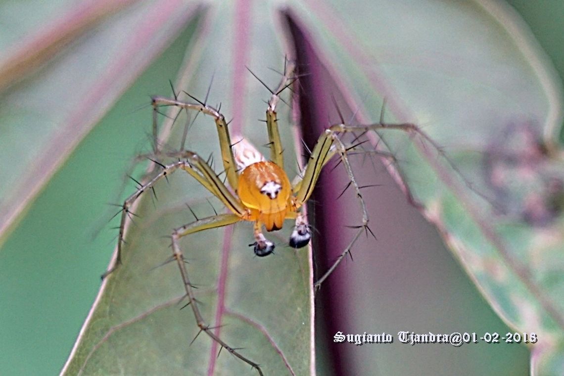 Lynx Spider  Geotagged,Indonesia,Summer