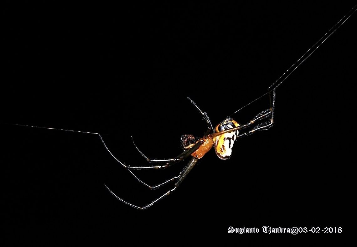 Spider - Longjawed Orb Weaver (Opadometa fastigata))  Geotagged,Indonesia,Opadometa fastigata,Pear-shaped Leucauge,Summer