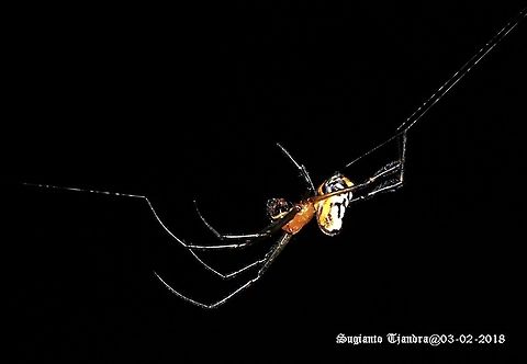 Spider - Longjawed Orb Weaver (Opadometa fastigata))  Geotagged,Indonesia,Opadometa fastigata,Pear-shaped Leucauge,Summer