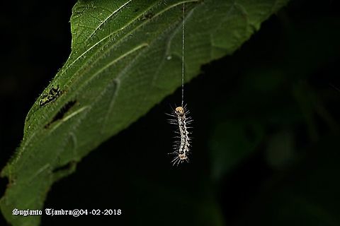 Caterpillar - "Hanging up"  Geotagged,Indonesia,Summer