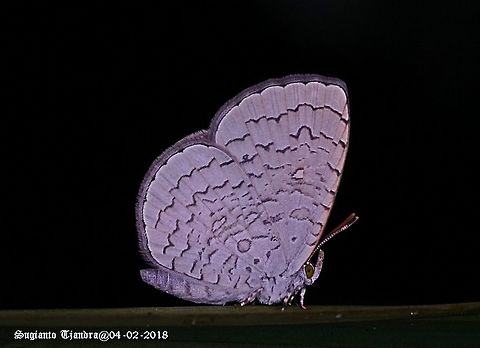 Apefly butterfly - Spalgis epeus  Apefly,Geotagged,Indonesia,Spalgis epeus,Summer