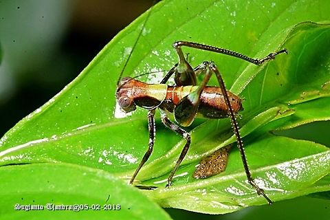 Unknown ID, rainbow cricket ?? or Katydid Nymph ???  Geotagged,Indonesia,Summer