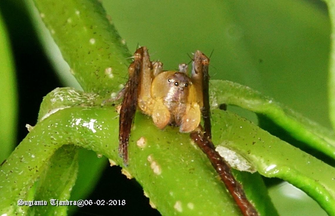 Spider - Unknown species?  Geotagged,Indonesia,Summer