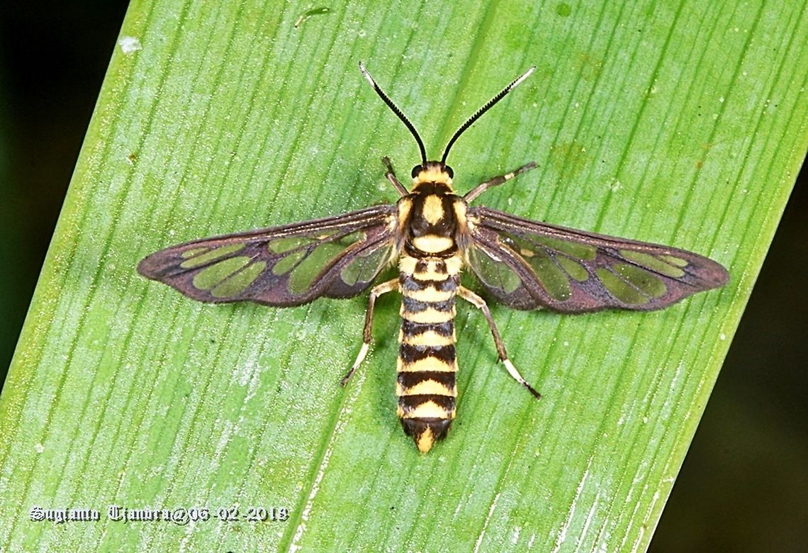Tiger Moth  Geotagged,Indonesia,Summer