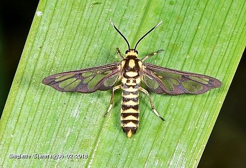 Tiger Moth  Geotagged,Indonesia,Summer