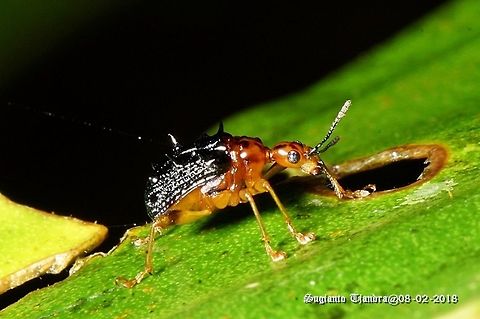 Spiny giraffe weevil, Hoplapoderus hystrix  Geotagged,Hoplapoderus hystrix,Indonesia,Summer