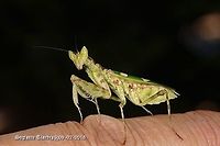 Flower mantis - Creobroter Sp  Geotagged,Indonesia,Summer