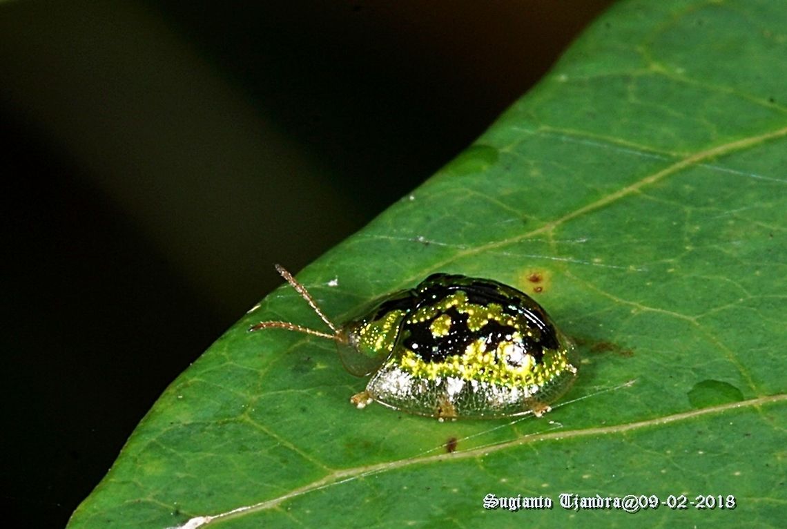 Green Tortoise Beetle - Cassida compuncta/FAMILY CHRYSOMELIDAE  Cassida compuncta,Geotagged,Green Tortoise Beetle,Indonesia,Summer
