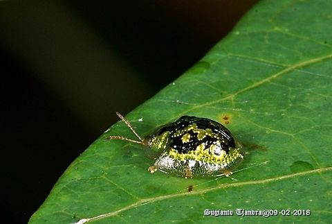 Green Tortoise Beetle - Cassida compuncta/FAMILY CHRYSOMELIDAE  Cassida compuncta,Geotagged,Green Tortoise Beetle,Indonesia,Summer