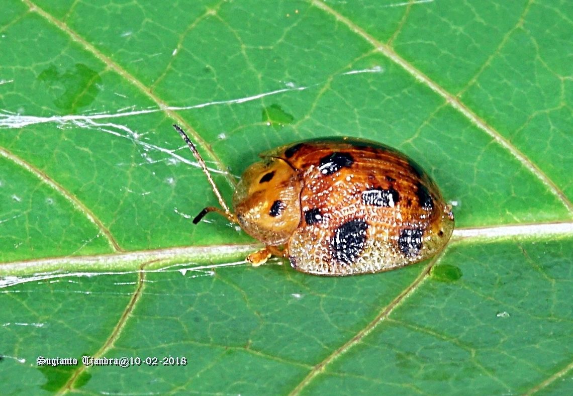 Golden Tortoise Beetle  Geotagged,Indonesia,Laccoptera tredecimpunctata,Summer