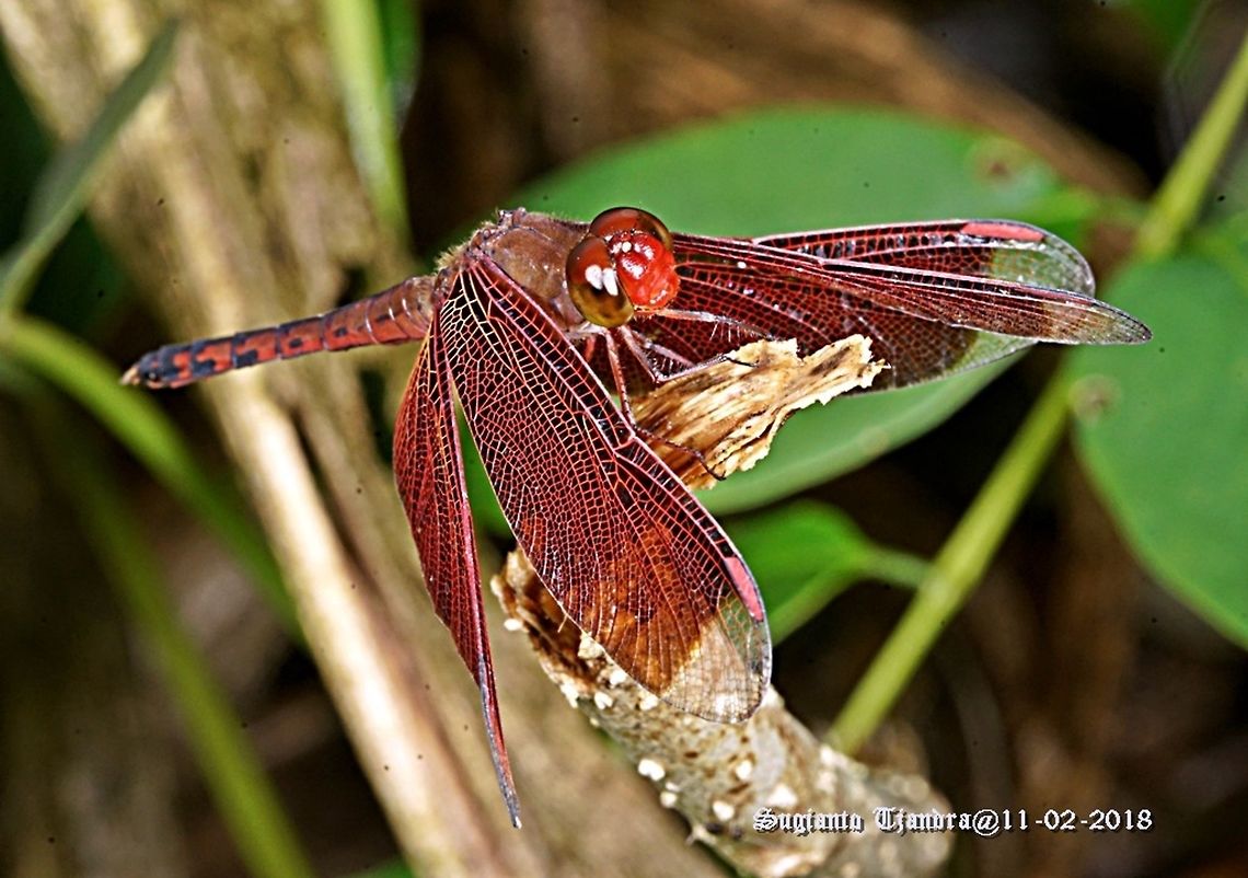 Red Grasshawk Dragonfly / Neurothemis fluctuans, Neurothemis sp  Geotagged,Indonesia,Summer